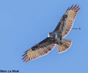 Buse variable (Buteo buteo) juvénile 