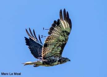 Buse variable (Buteo buteo) de deuxième année