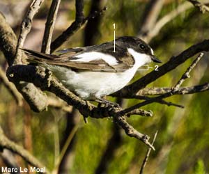 Gobemouche noir (Ficedula hypoleuca) mâle de deuxième année