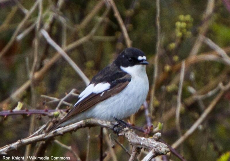 Le contraste de mue, un critère utile pour identifier l’âge des oiseaux