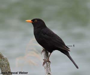 Merle noir (Turdus merula) adulte