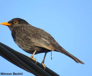 Merle noir (Turdus merula) de premier hiver 