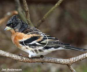 Pinson du Nord (Fringilla montifringilla) de premier hiver