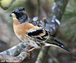 Pinson du Nord (Fringilla montifringilla) adulte