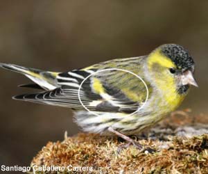 Tarin des aulnes (Spinus spinus) mâle de premier hiver