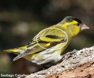 Tarin des aulnes (Spinus spinus) mâle adulte