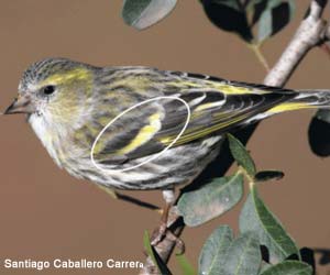 Tarin des aulnes (Spinus spinus) femelle adulte