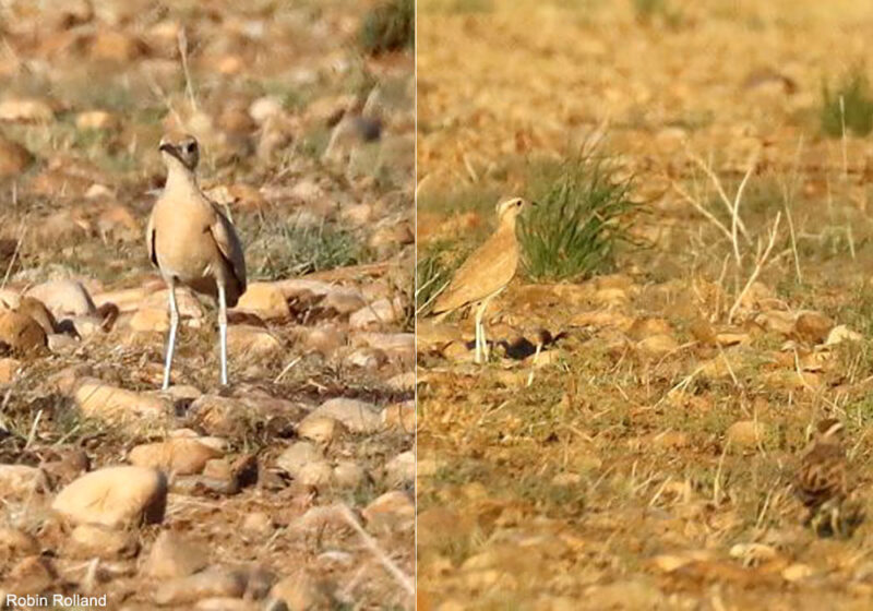 Un Courvite isabelle a de nouveau été observé dans la plaine de la Crau (Bouches-du-Rhône) en août 2025