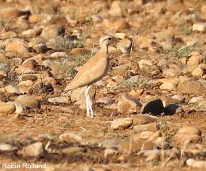 Courvite isabelle (Cursorius cursor)