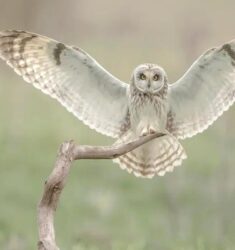 5ème Festival Sologne Nature Image