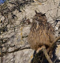 Cinquième festival Moselle Écologie
