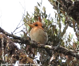 Martin-chasseur montagnard (S. megarhyncha)