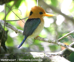 Martin-chasseur torotoro (Syma torotoro) en Nouvelle-Guinée