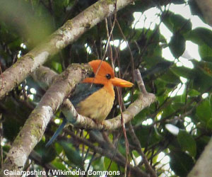 Martin-chasseur torotoro (Syma torotoro) 