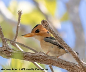 Martin-chasseur torotoro (Syma torotoro)