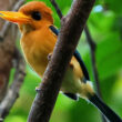 Proposition de reconnaissance d’une nouvelle espèce d’oiseau endémique de Papouasie-Nouvelle Guinée, le Martin-chasseur à ventre ocre ou d’Entrecasteaux 