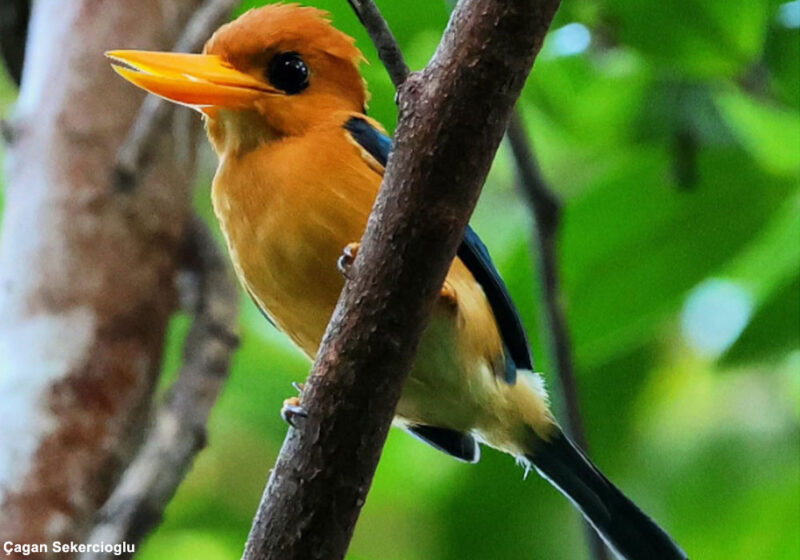 Proposition de reconnaissance d’une nouvelle espèce d’oiseau endémique de Papouasie-Nouvelle Guinée, le Martin-chasseur à ventre ocre ou d’Entrecasteaux 