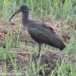 Une population férale d’Ibis hagedash serait désormais bien installée sur l’île de Fuerteventura, dans l’archipel des Canaries (Espagne) 