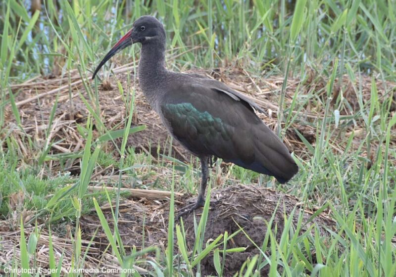 Une population férale d’Ibis hagedash serait désormais bien installée sur l’île de Fuerteventura, dans l’archipel des Canaries (Espagne) 