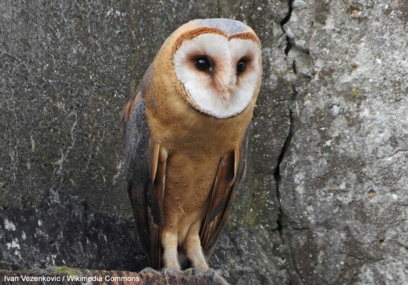 L’expansion spectaculaire de l’Effraie des clochers dans le Caucase et en Iran depuis une vingtaine d’années