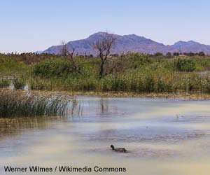 Vue de l'une des lagunes du parc naturel d’El Hondo, dans la Communauté Valencienne (Espagne)