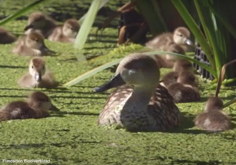 La population nicheuse espagnole de Sarcelles (ou Marmaronettes) marbrées a augmenté de plus de 70 % entre 2023 et 2024