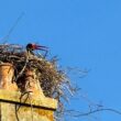 Observation atypique d’une Cigogne noire posée dans un ancien nid de Cigognes blanches en Meurthe-et-Moselle en juin 2025