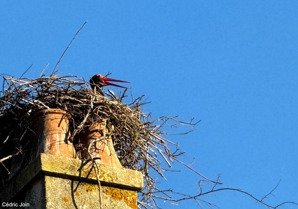 Cigogne noire (Ciconia nigra) posée dans un ancien nid de Cigognes blanches (C. ciconia)