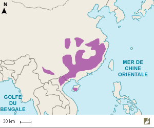 Aire de nidification du Bihoreau superbe (Oroanassa magnifica)