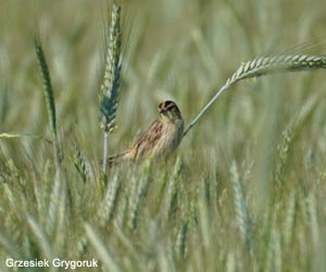 Phragmite aquatique (Acrocephalus paludicola)