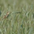 Observation surprenante d’un Phragmite aquatique chanteur dans un champ de céréales en Pologne en juin 2025