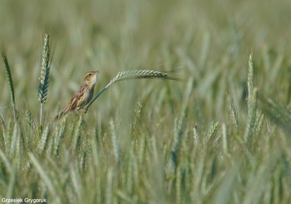 Phragmite aquatique (Acrocephalus paludicola) mâle chanteur