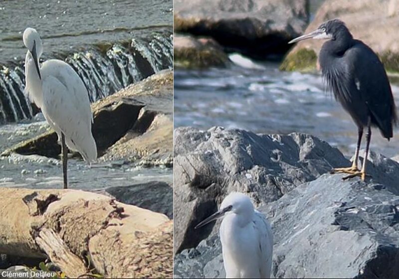 Naissances d’hybrides d’Aigrettes des récifs et garzette dans la Nièvre durant l’été 2025