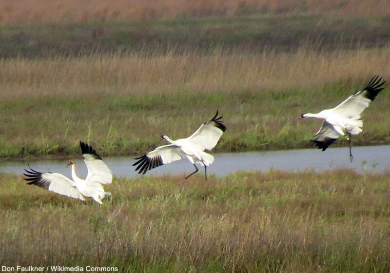 La population totale de Grues blanches a atteint un nouveau record durant l’hiver 2024-2025