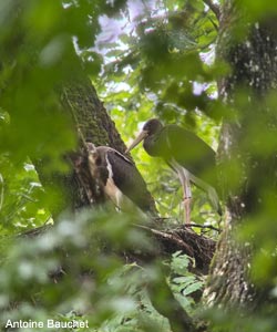 Jeunes Cigognes noires (Ciconia nigra)