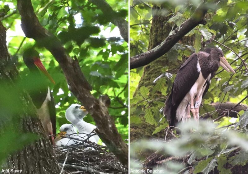 Première nidification confirmée de la Cigogne noire en région parisienne en 2025