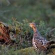 Nourrir les prédateurs du Grand Tétras, une méthode à envisager pour faciliter le renforcement de sa population dans les Vosges ?