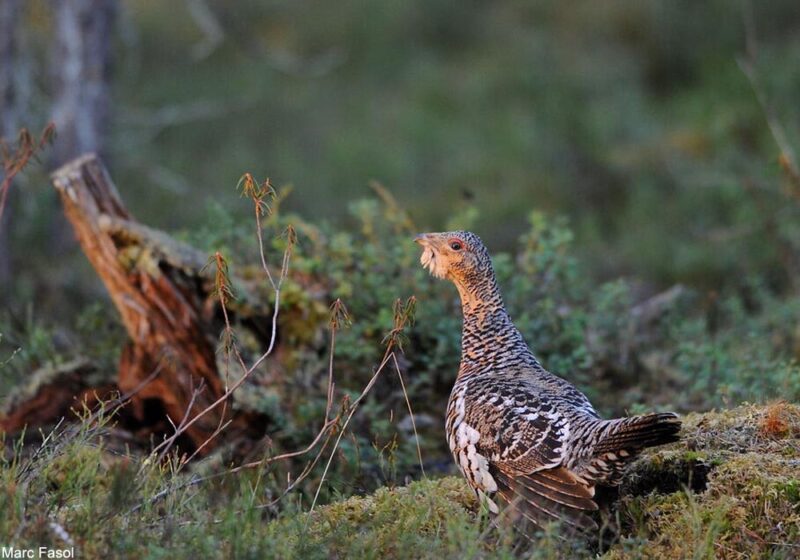 Nourrir les prédateurs du Grand Tétras, une méthode à envisager pour faciliter le renforcement de sa population dans les Vosges ?