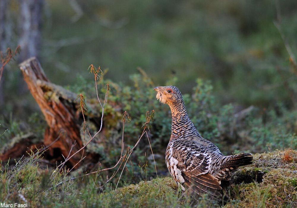 Grand Tétras (Tetrao urogallus) femelle