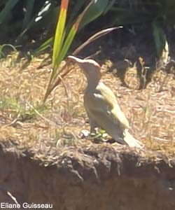 Pic vert (Picus viridis) femelle atteinte d'une mutation brune