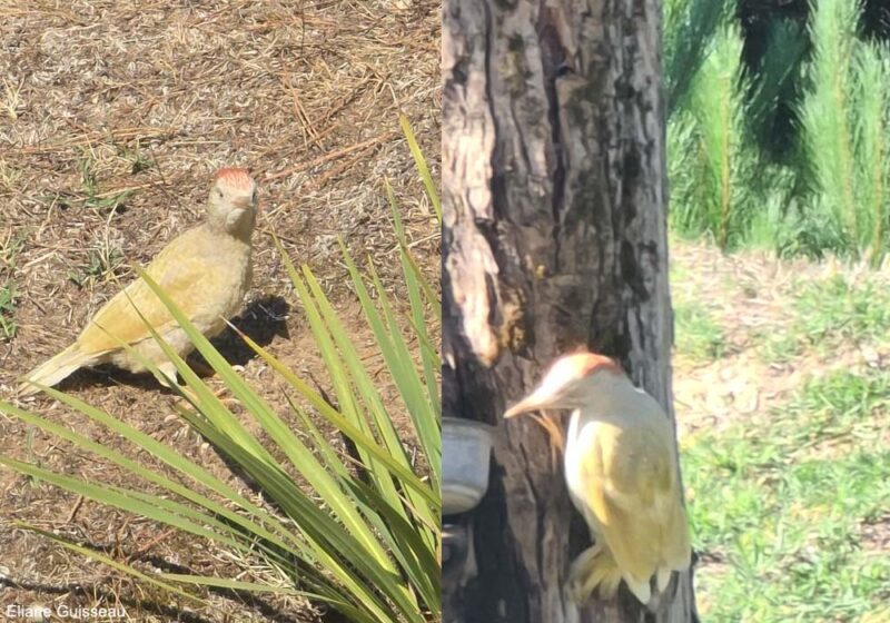 Un très probable cas de mutation brune chez le Pic vert en Loire-Atlantique