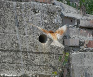 Guêpier d'Europe (Merops apiaster)