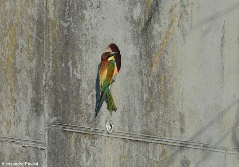 Des Guêpiers d’Europe ont niché dans les trous de drainage d’un mur de soutènement ferroviaire en Italie