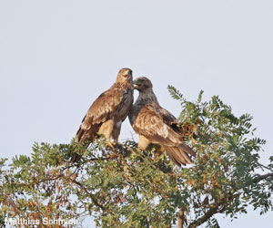 Aigles impériaux (Aquila heliaca) Aigles impériaux (Aquila heliaca)