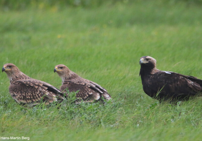 La population autrichienne d’Aigles impériaux a atteint un nouveau record de 50 couples en 2025