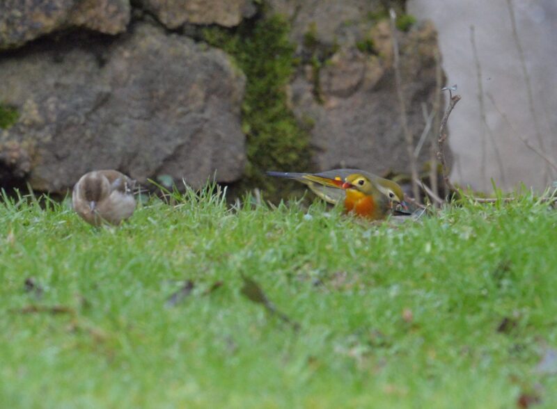 Léiothrix jaune et Pinson des arbres