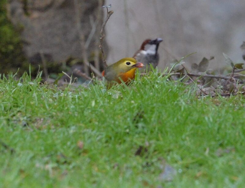Léiothrix jaune et Moineau domestique