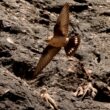 Hirondelle de rochers