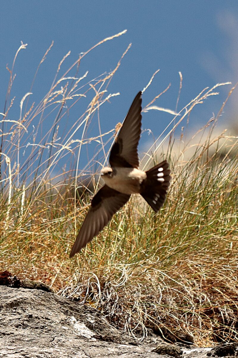 Hirondelle de rochers