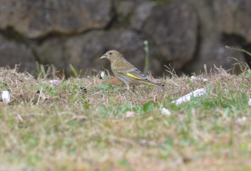 Verdier d&rsquo;Europe